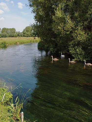 salisbury-swans